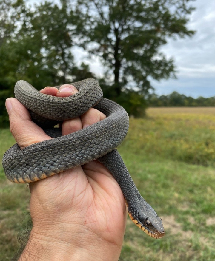 Plainbelly Water Snake